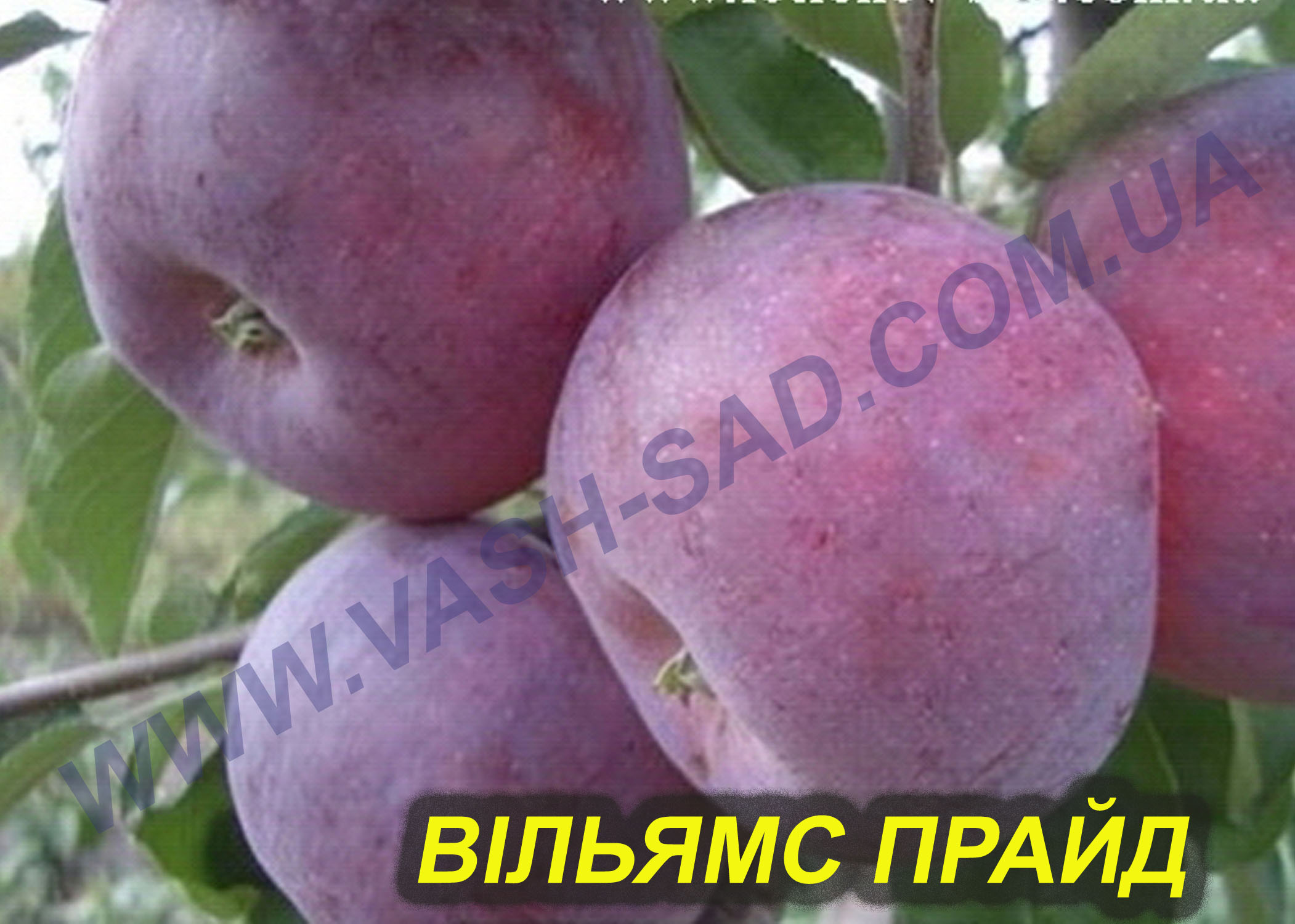 Яблуня, Вертикаль