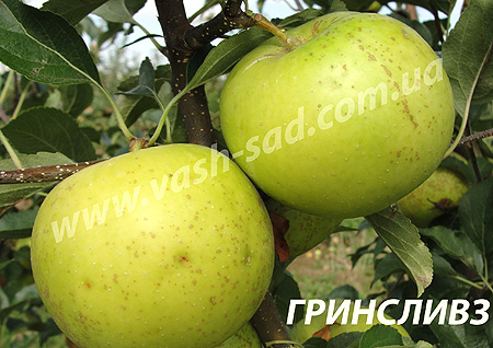Яблуня, Гринсливз