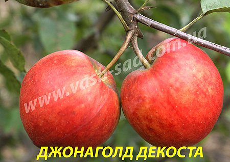 Яблуня, Джонаголд Декоста