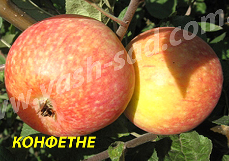 Яблуня, Конфетне