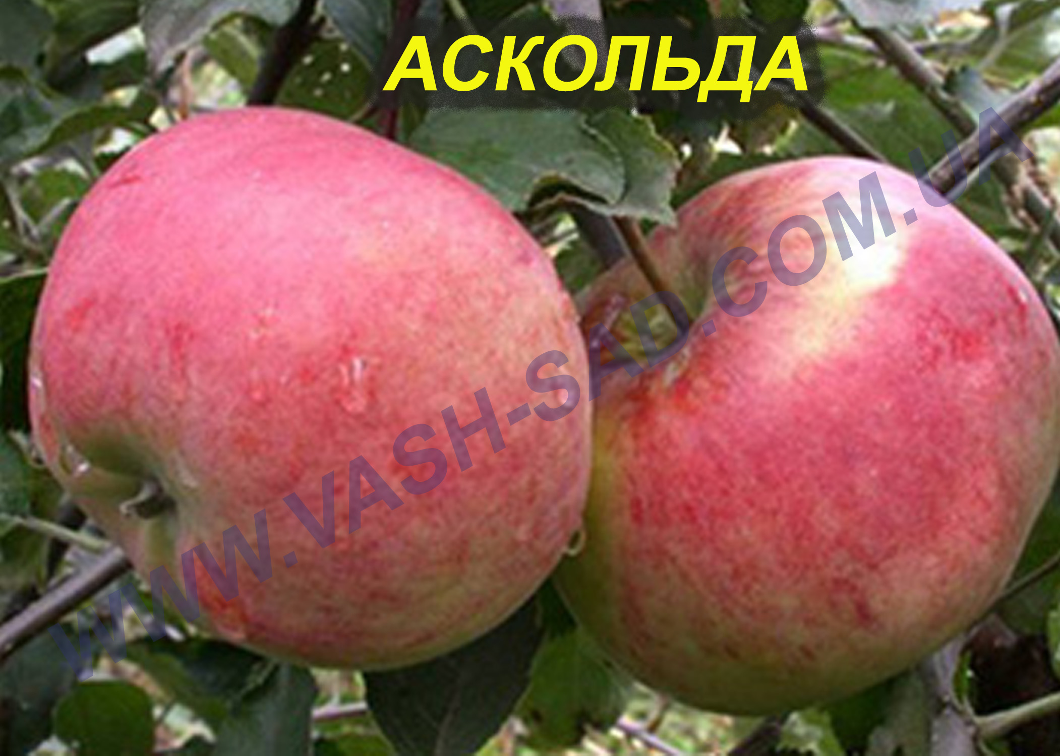Яблуня, Аскольда