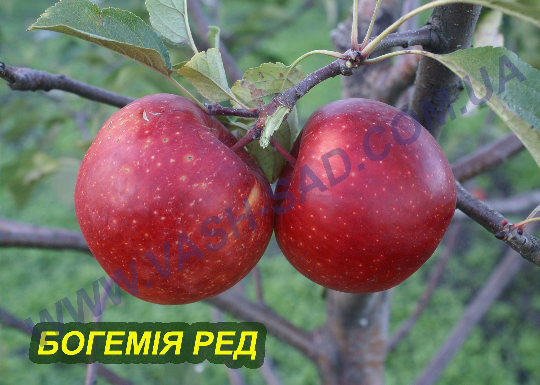 Богемія Ред Яблуня, Богемія Ред