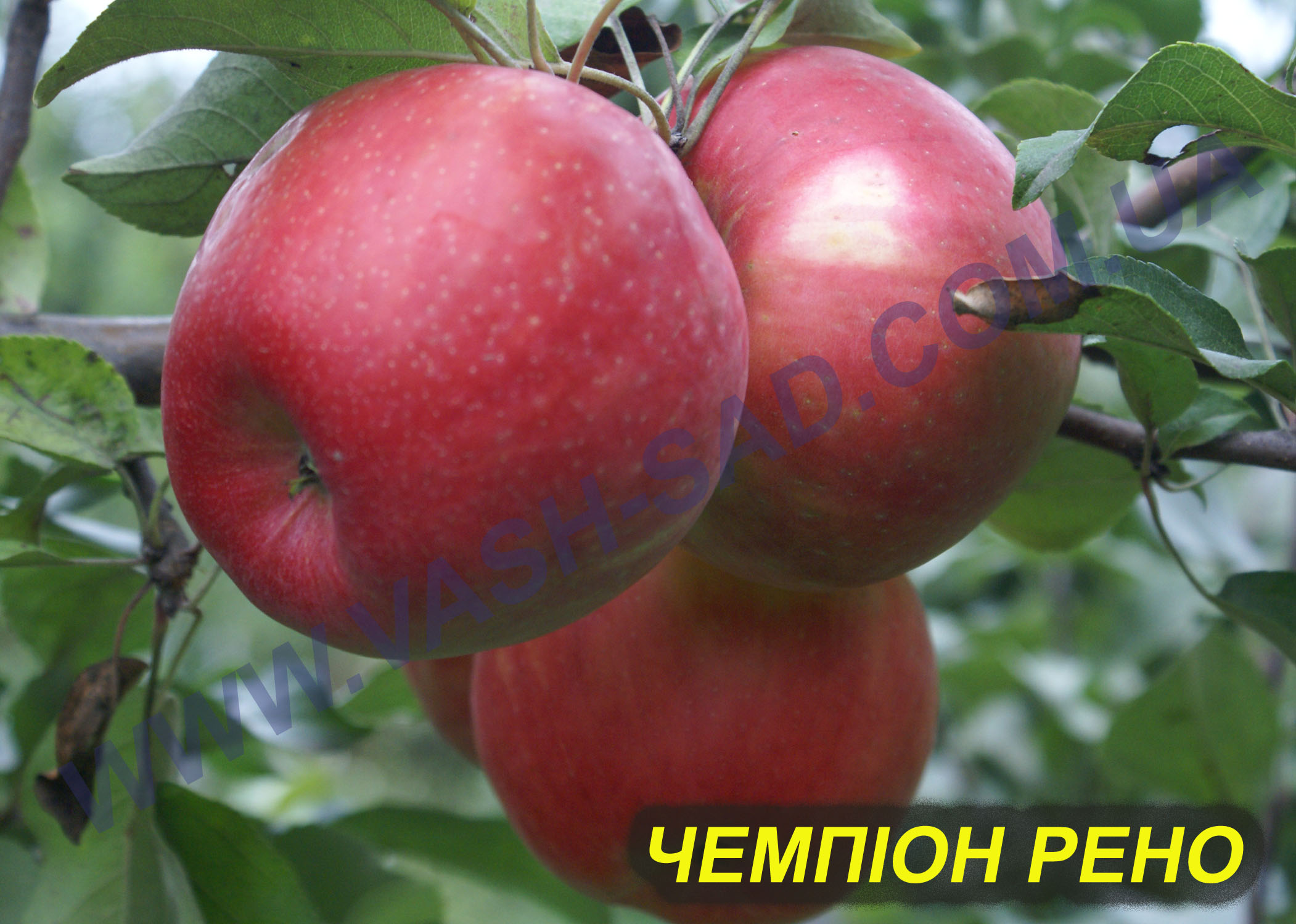 Яблуня, Чемпіон рено