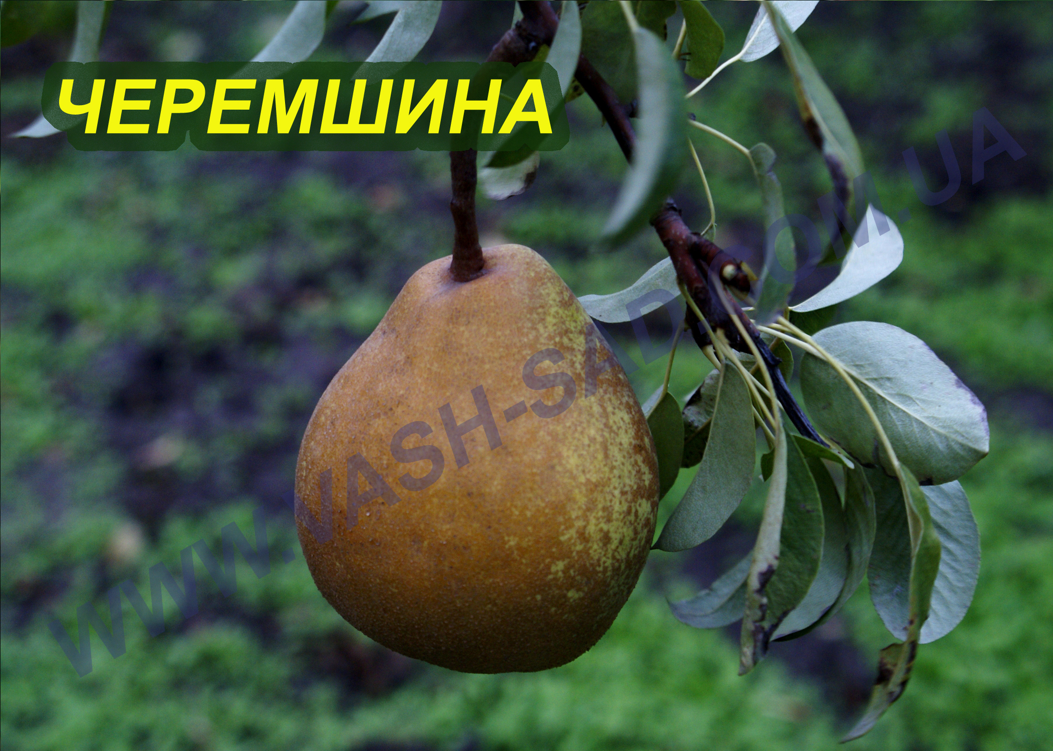 Черемшина Груша, Черемшина