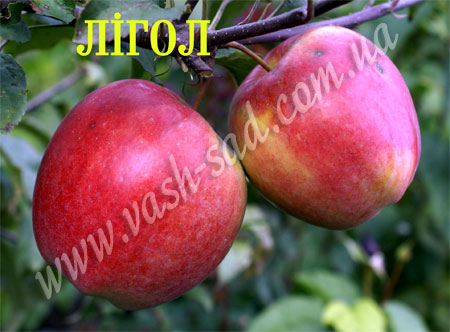 Яблуня, Лігол
