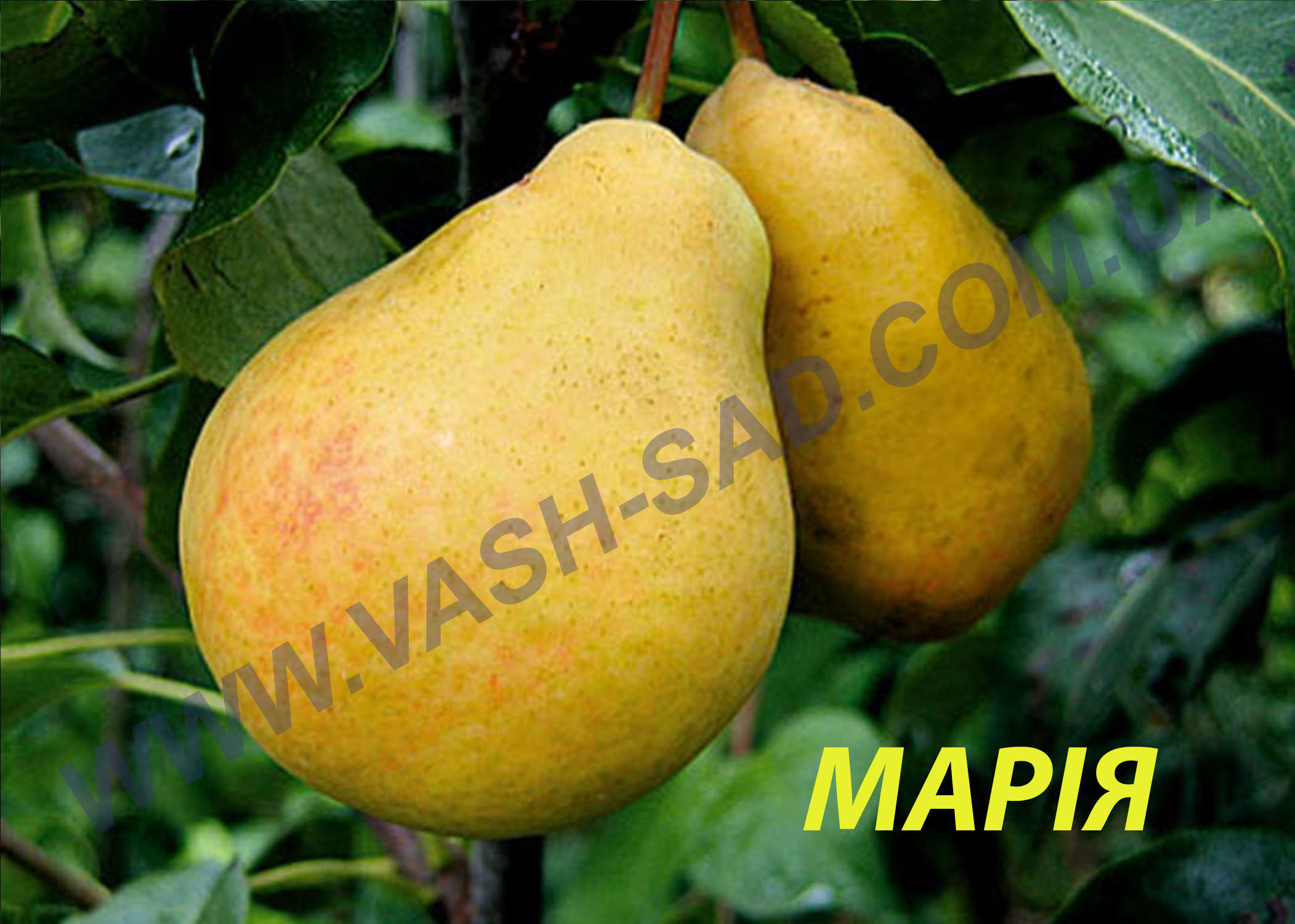 Марія Груша, Марія