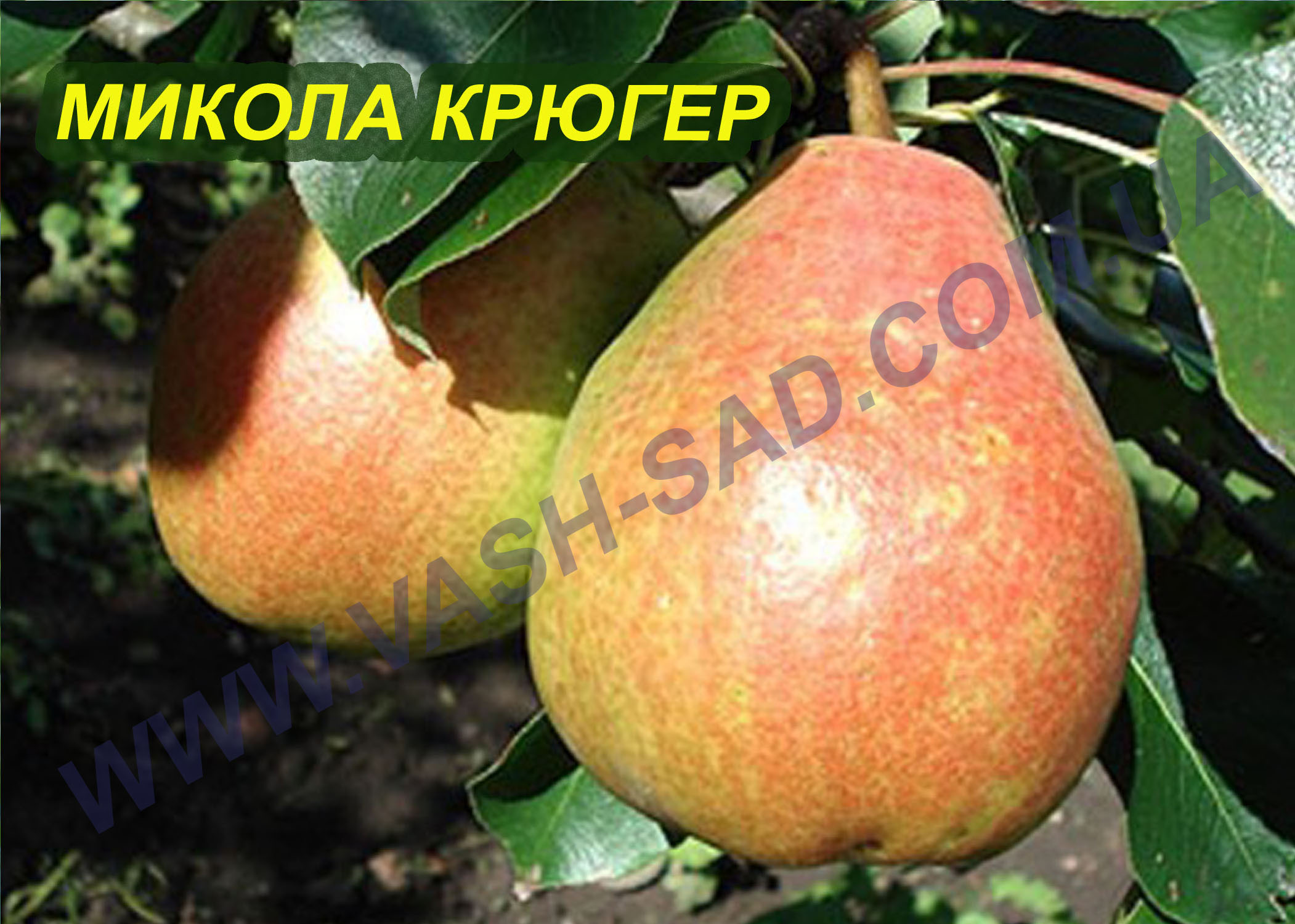 Микола Крюгер Груша, Микола Крюгер