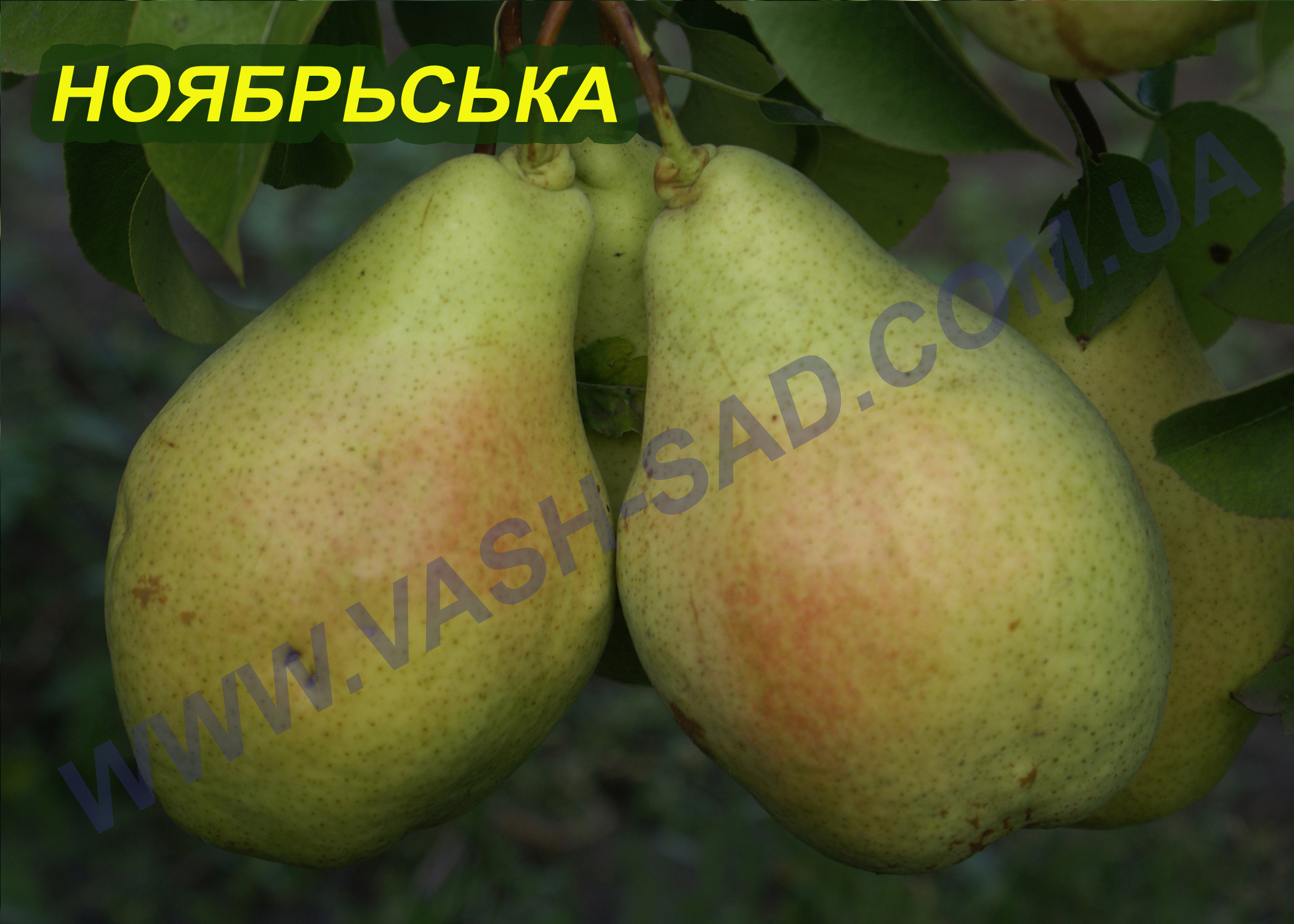 Ноябрьська Груша, Ноябрьська
