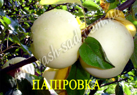 Яблуня, Папіровка