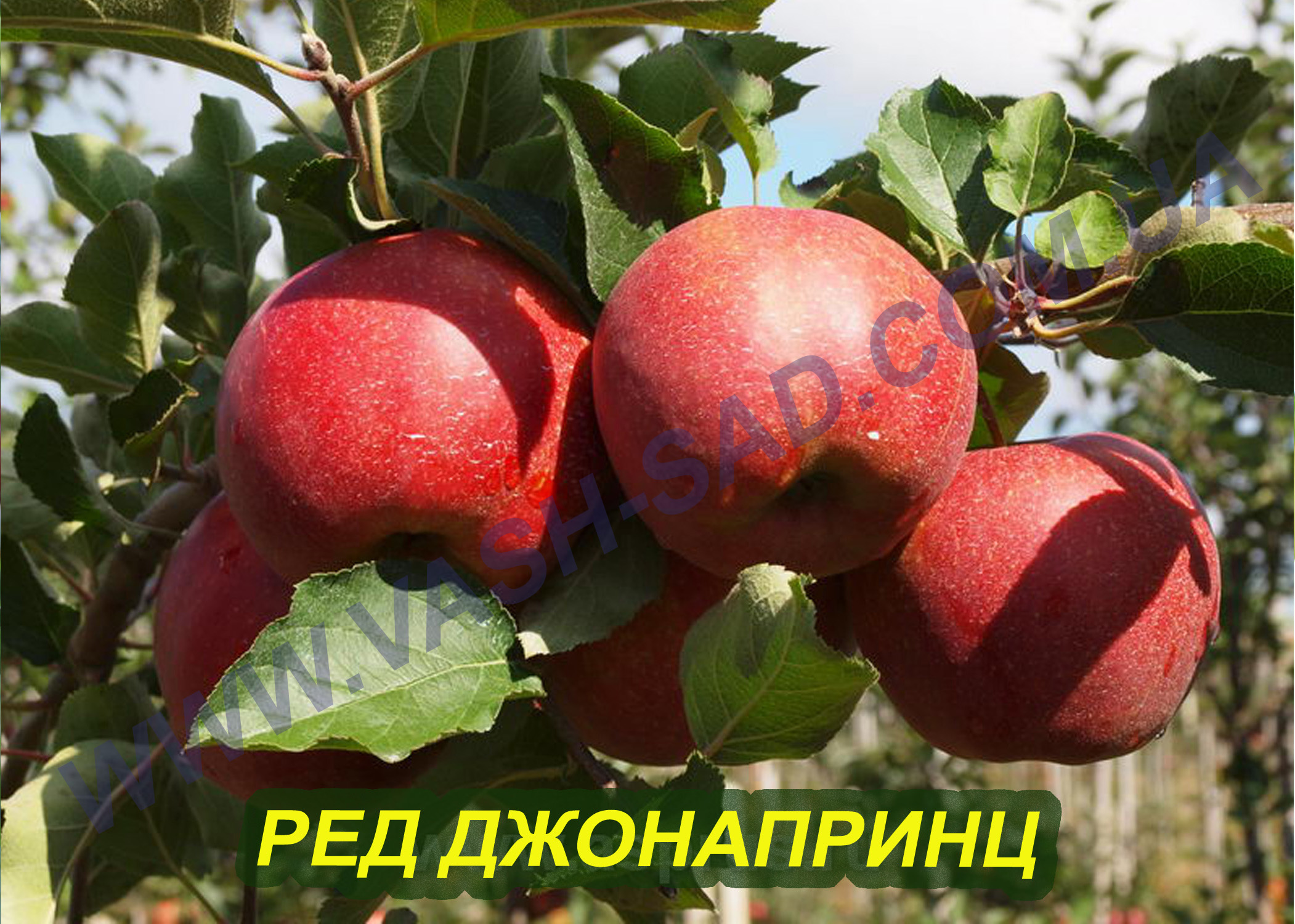 Ред Джонапринц (Чорний Принц) Яблуня, Ред Джонапринц (Чорний Принц)