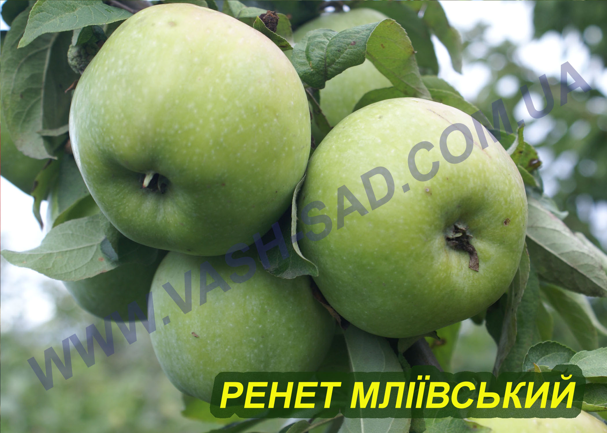Яблуня, Ренет Мліївський