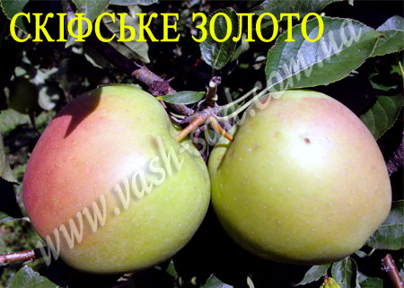 Яблуня, Скіфське золото
