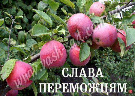 Яблуня, Слава Переможцям