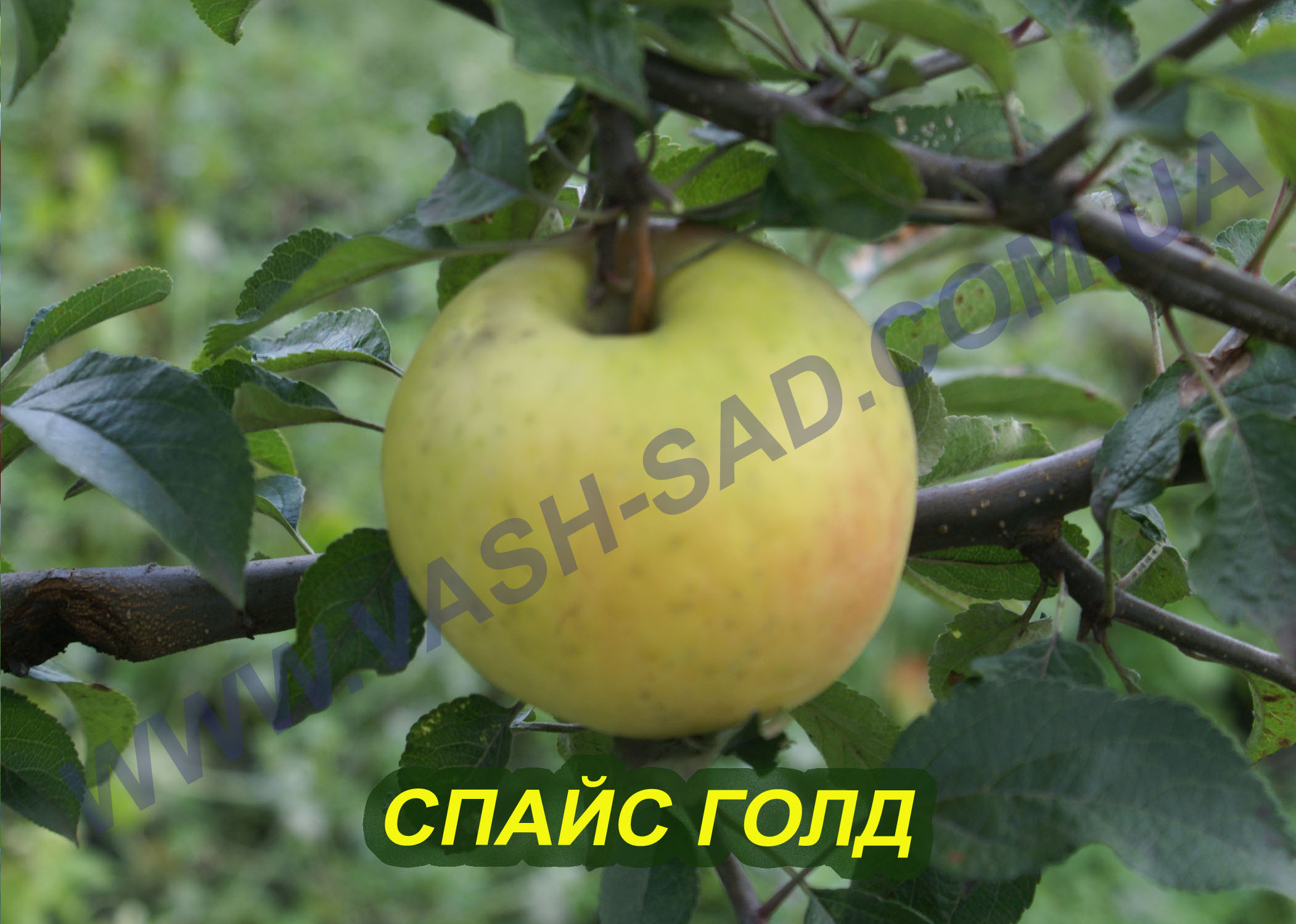 Спайс Голд Яблуня, Спайс Голд
