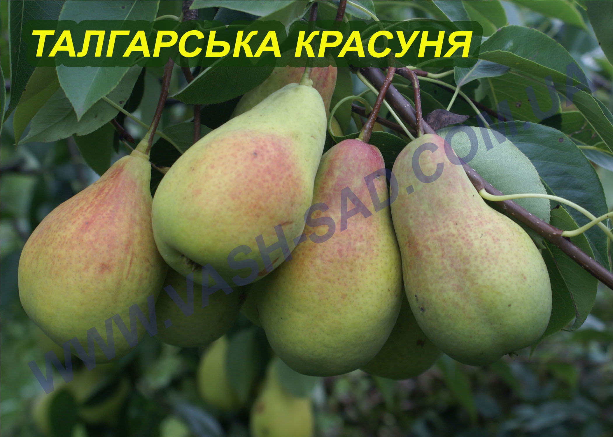 Талгарська красуня Груша, Талгарська красуня