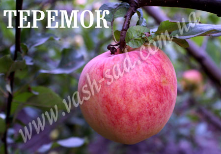 Яблуня, Теремок