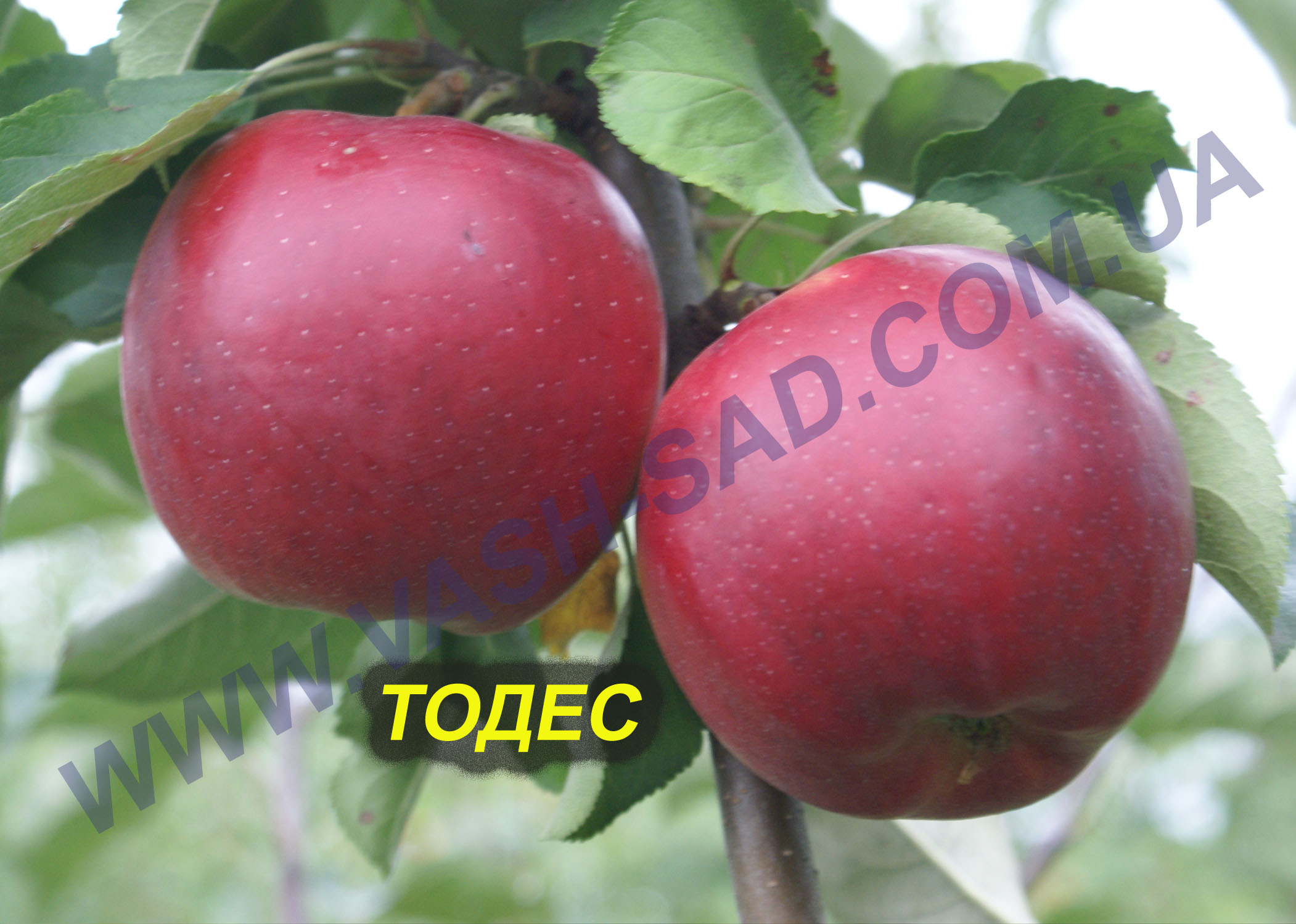 Яблуня, Тодес