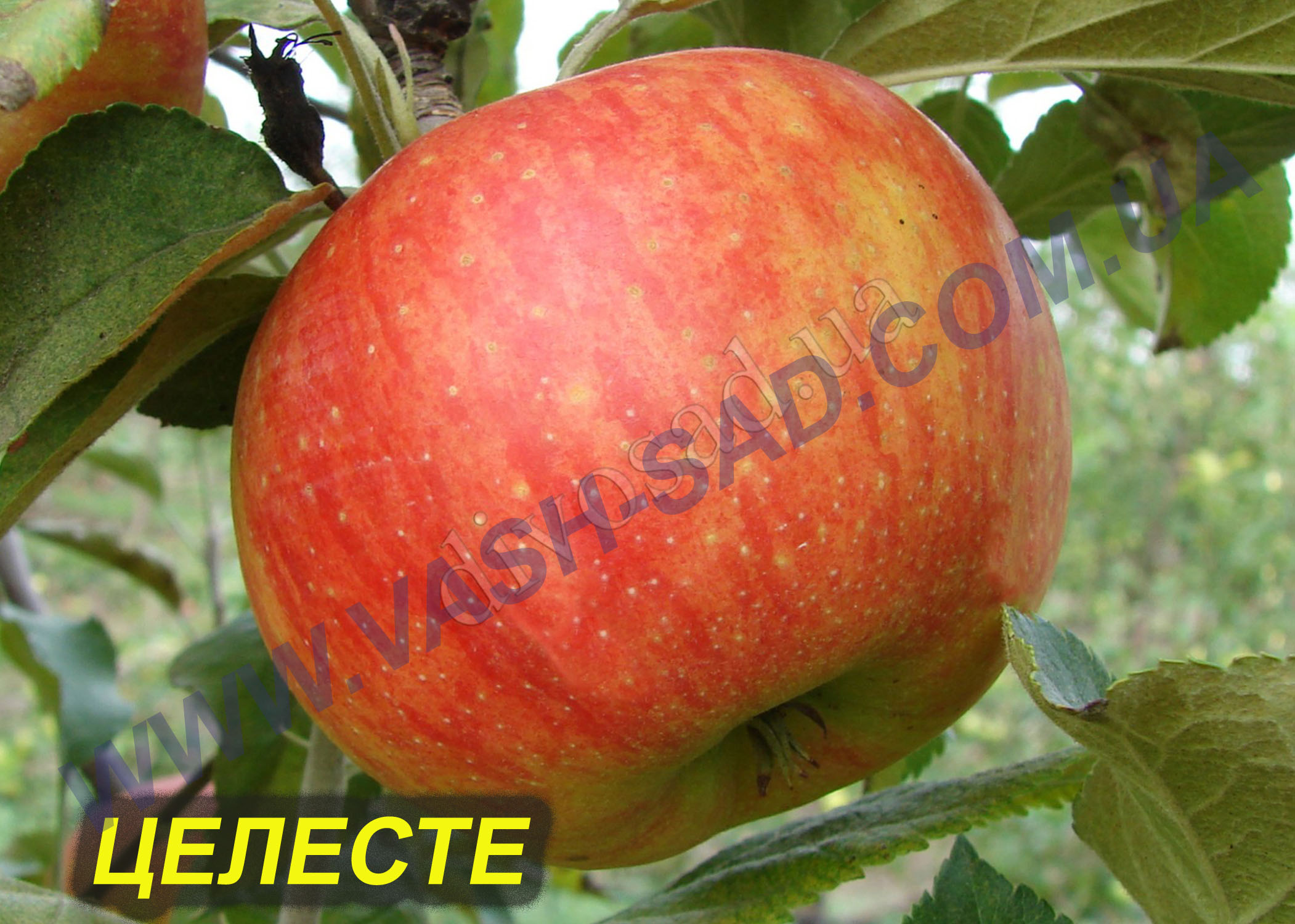 Яблуня, Целесте