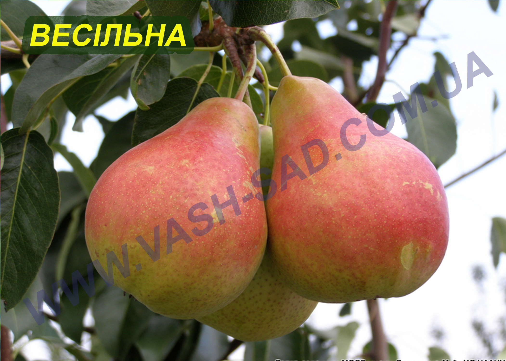 Весільна Груша, Весільна