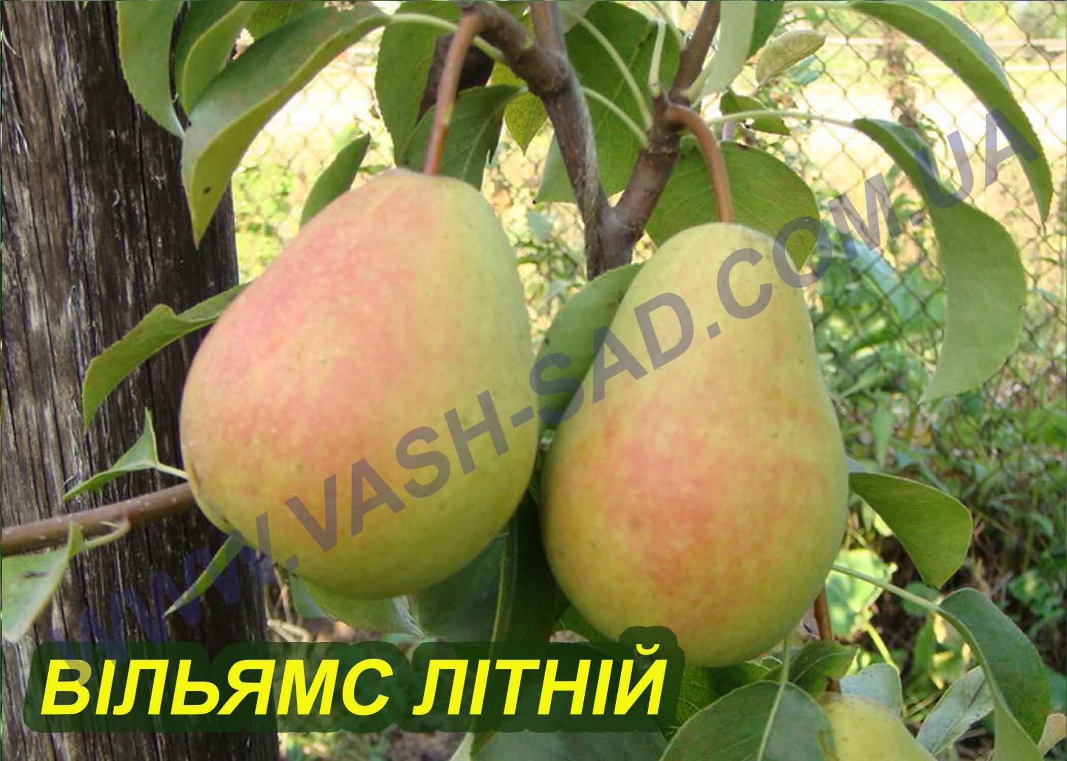 Вільямс літній Груша, Вільямс літній