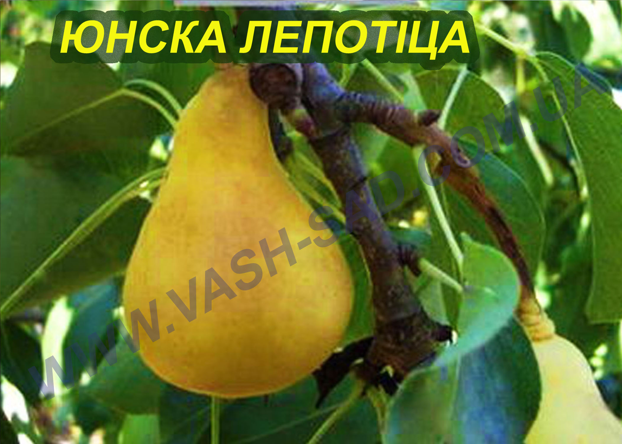 Юнска лепотіца Груша, Юнска лепотіца