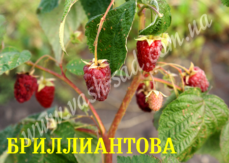 Малина, Бриллиантова, продаж сажанців