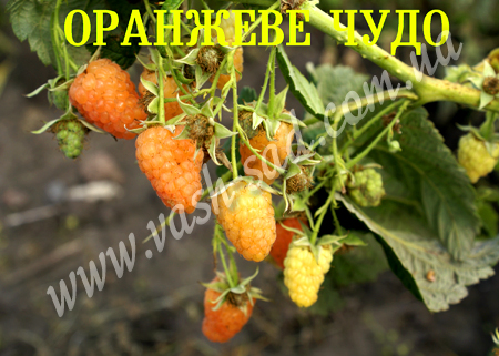 малина, Оранжеве чудо, купити сажанці