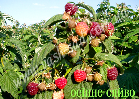 малина, Осіннє сяйво, фото