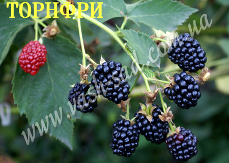 десертний сорт ожини, Торнфри