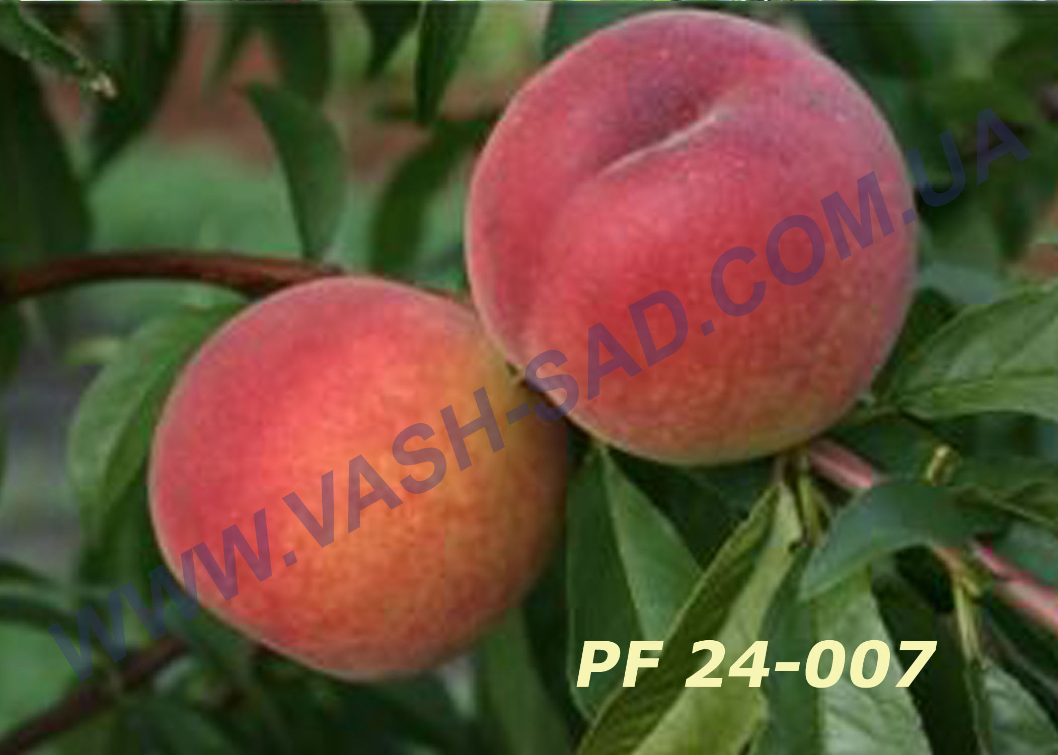 PF 24-007 PF 24-007