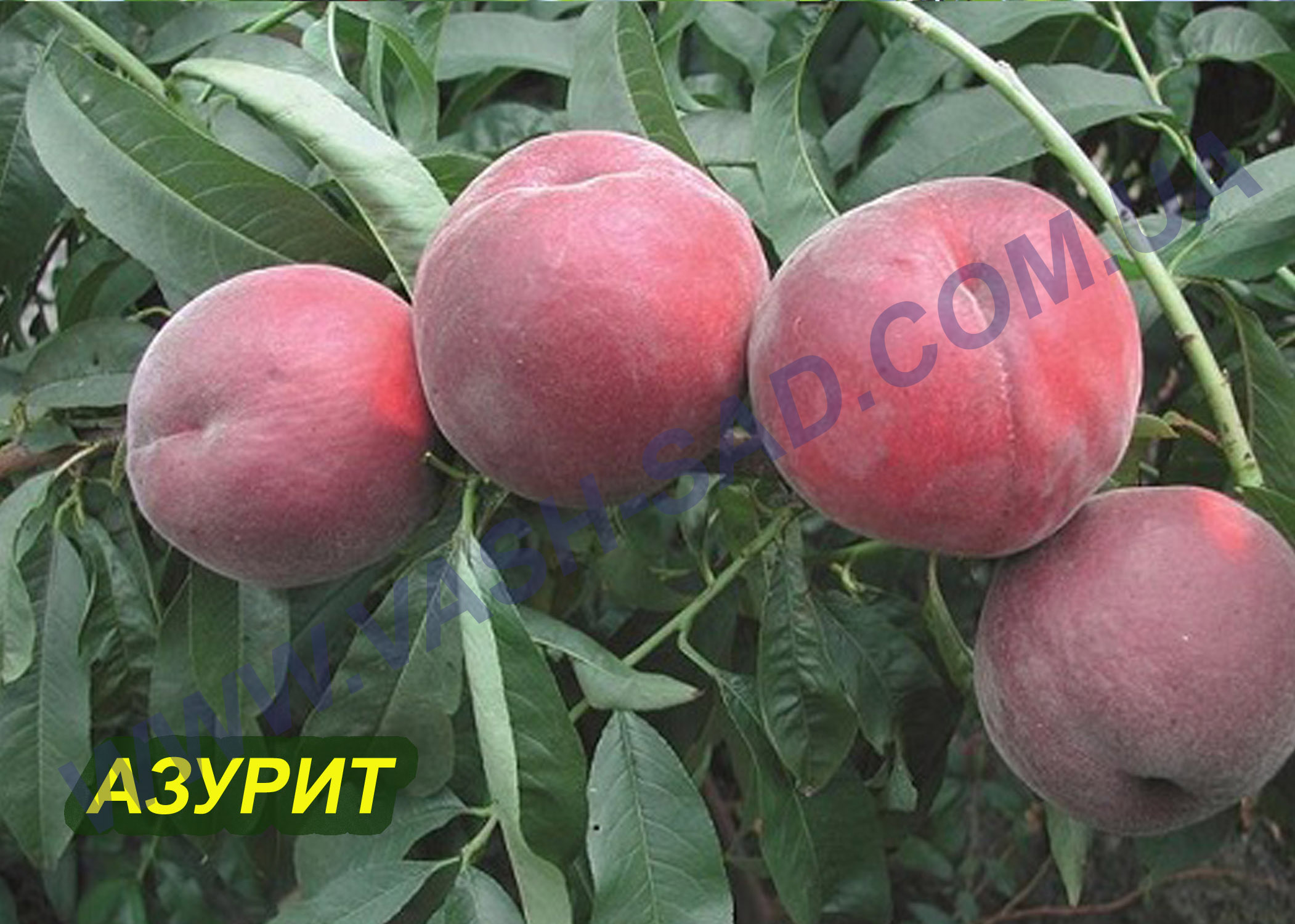Азурит Азурит