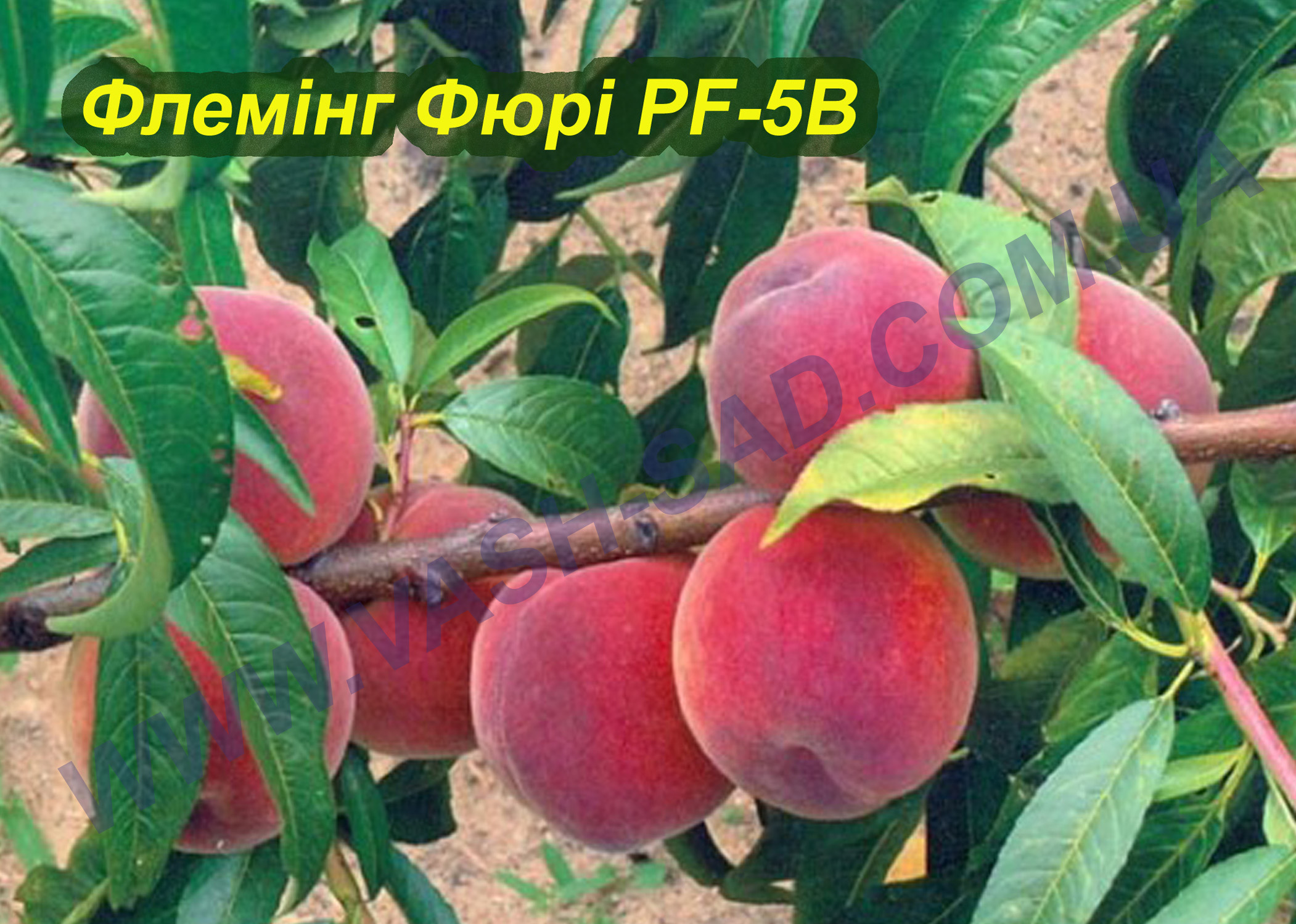 Флемінг Фюрі PF-5B Флемінг Фюрі PF-5B