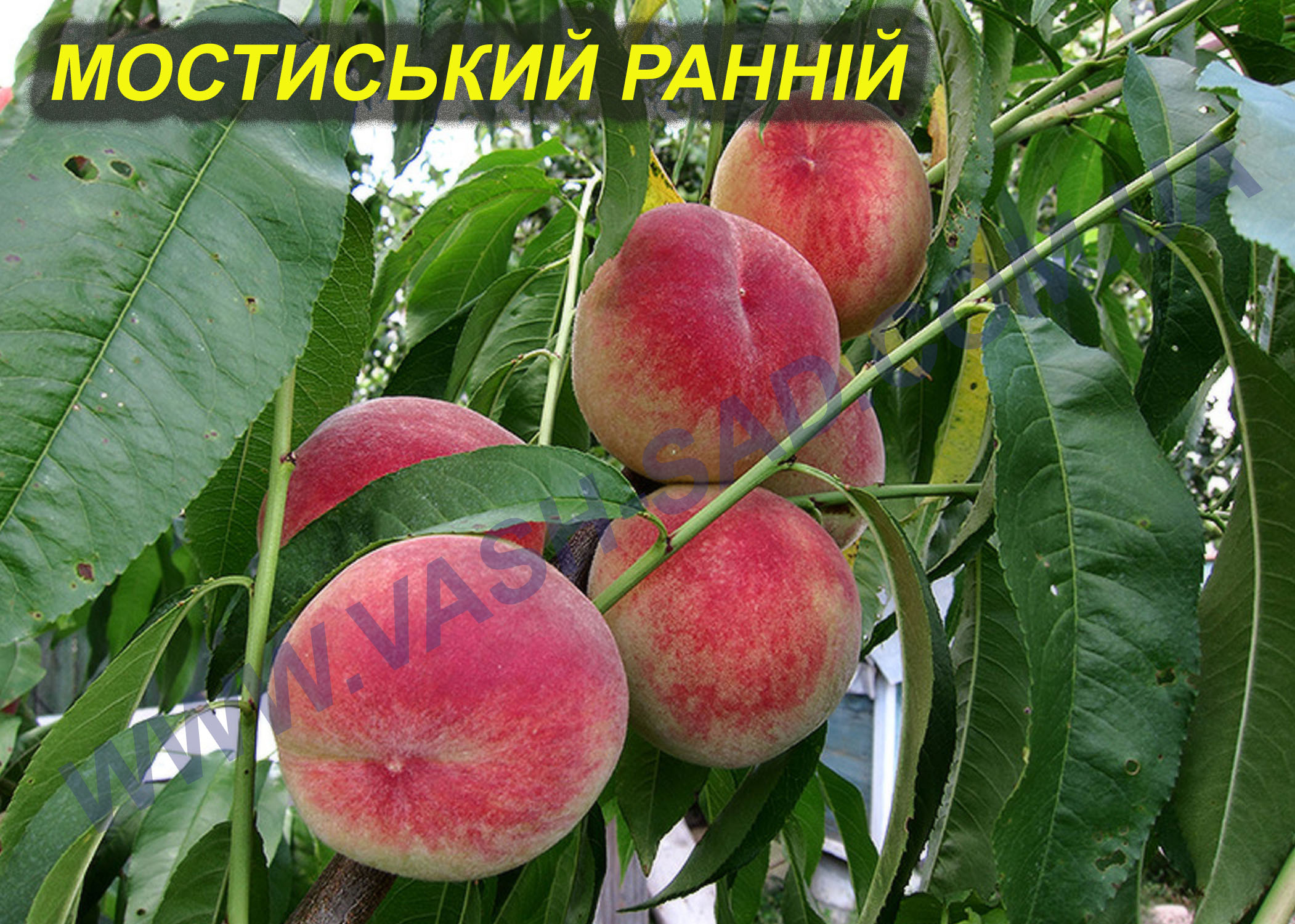 Мостиський ранній Персик, Мостиський ранній
