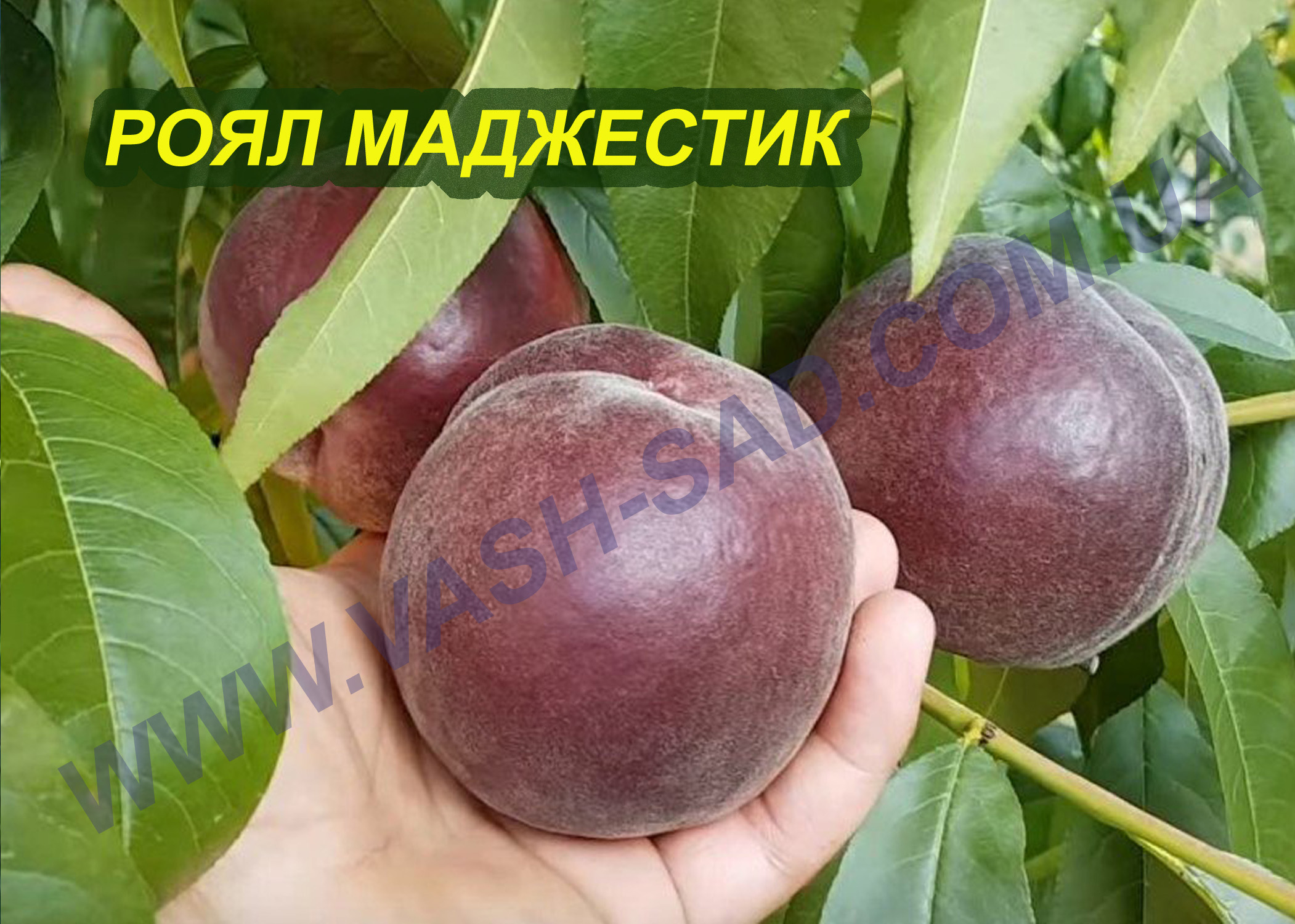 Роял Маджестик Персик, Роял Маджестик