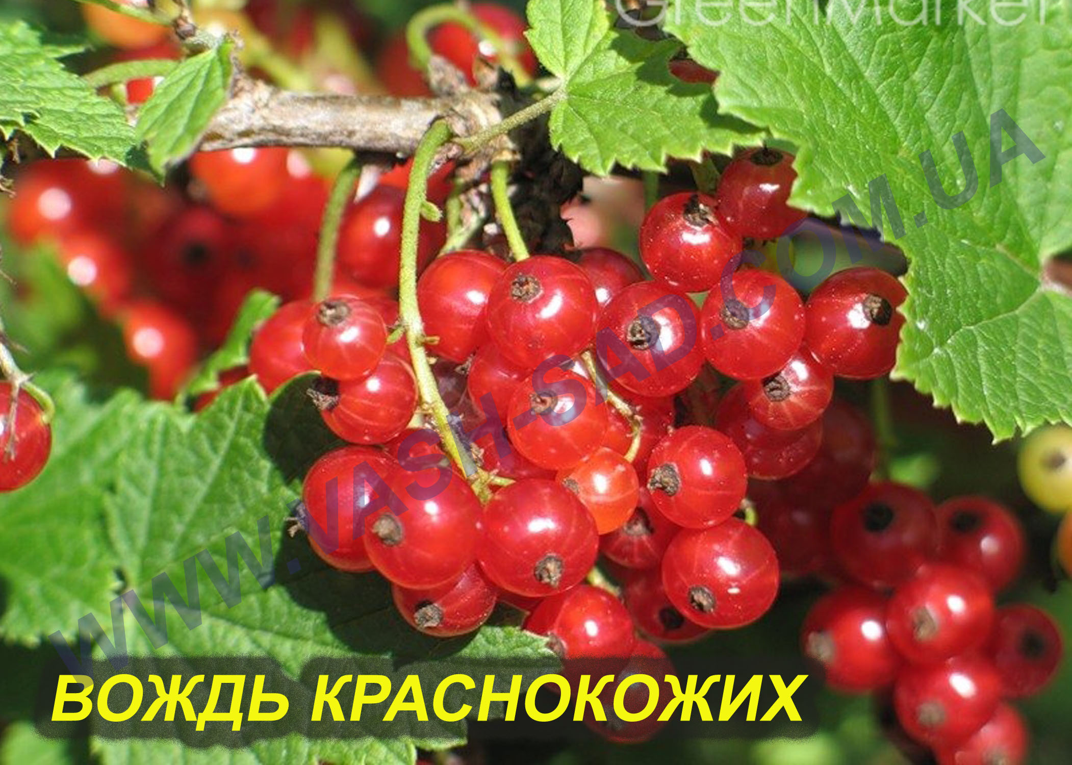 Вождь краснокожих Вождь краснокожих