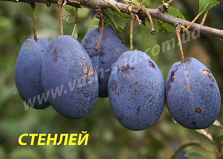 Слива, Стенлей