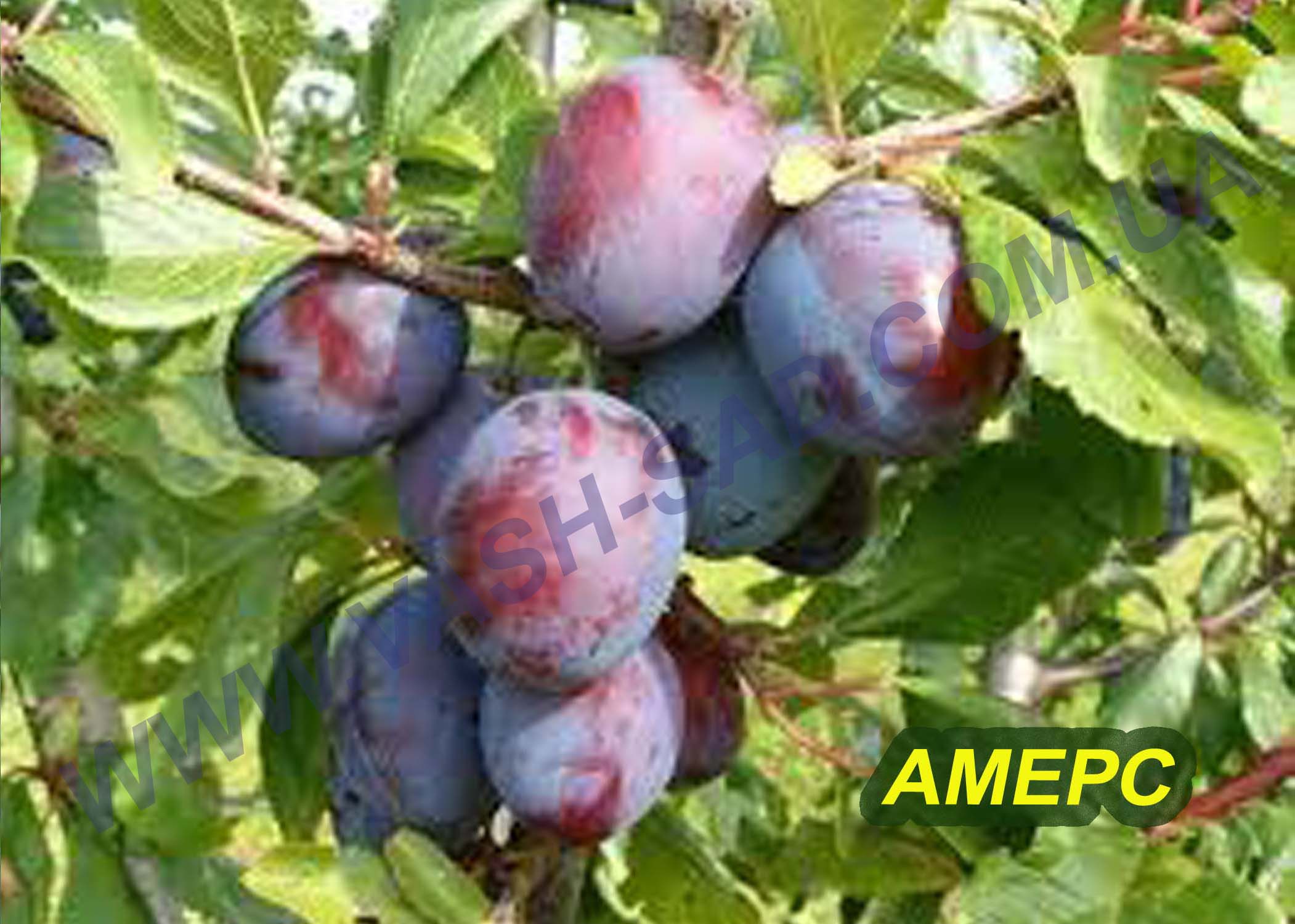 Амерс Слива, Амерс