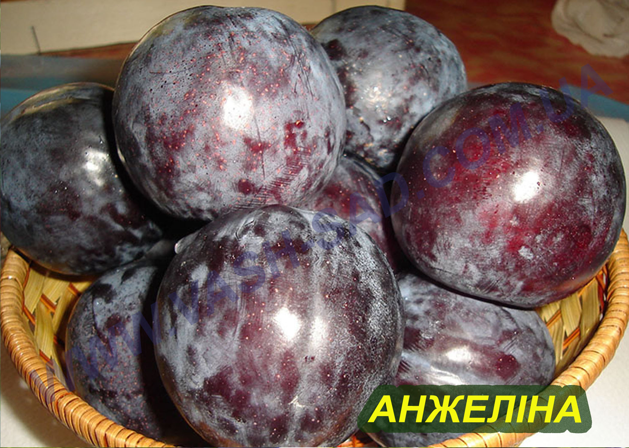 Анжеліна Слива, Анжеліна