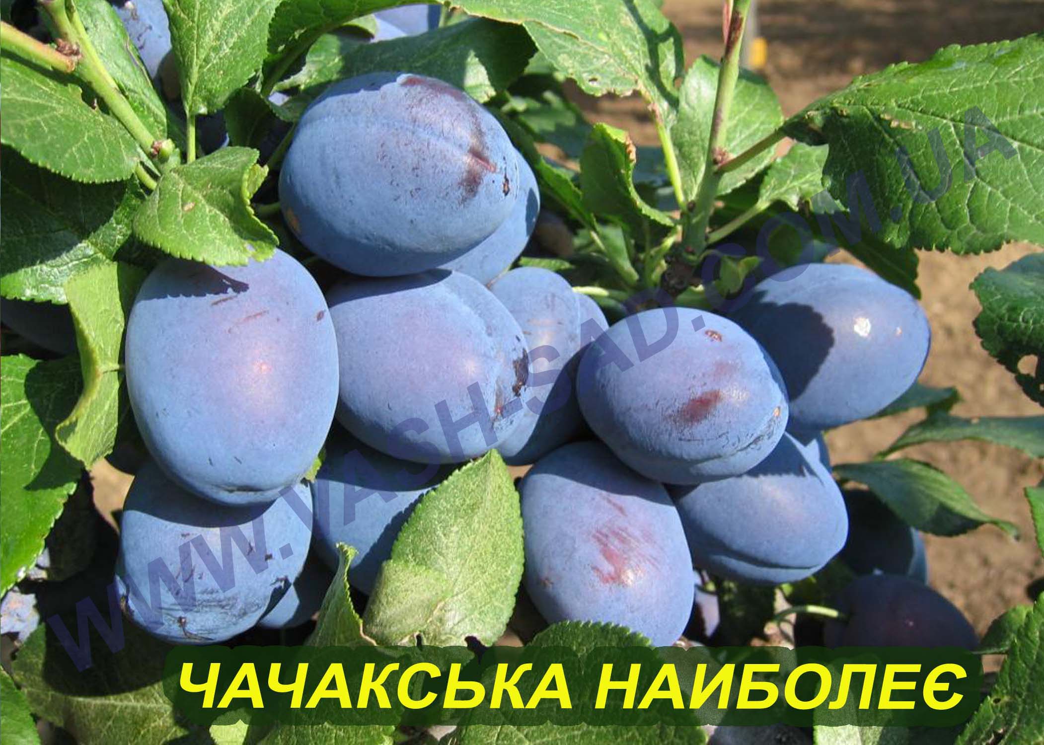 Чачакська Наиболеє Слива, Чачакська Наиболеє