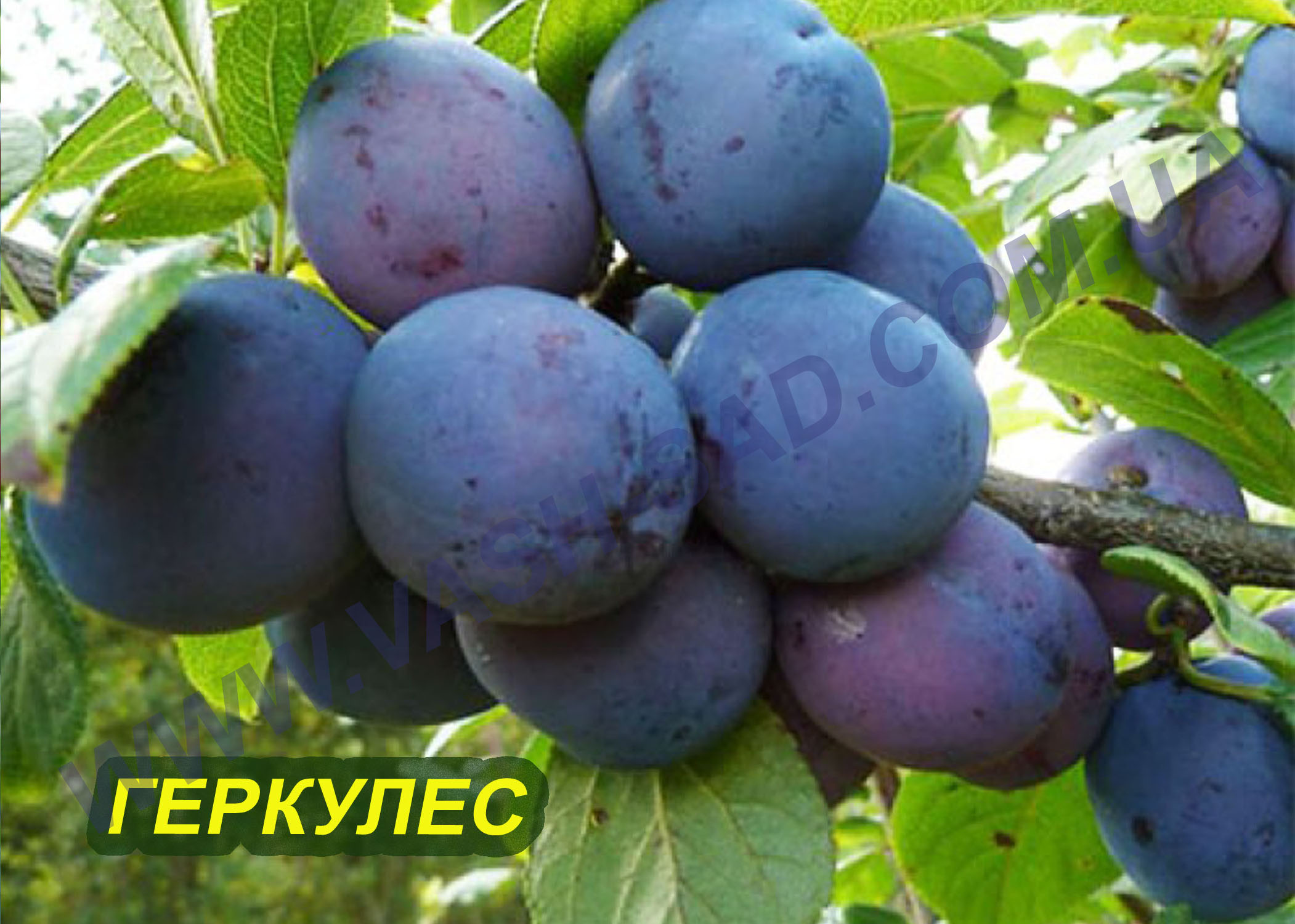 Геркулес Слива, Геркулес