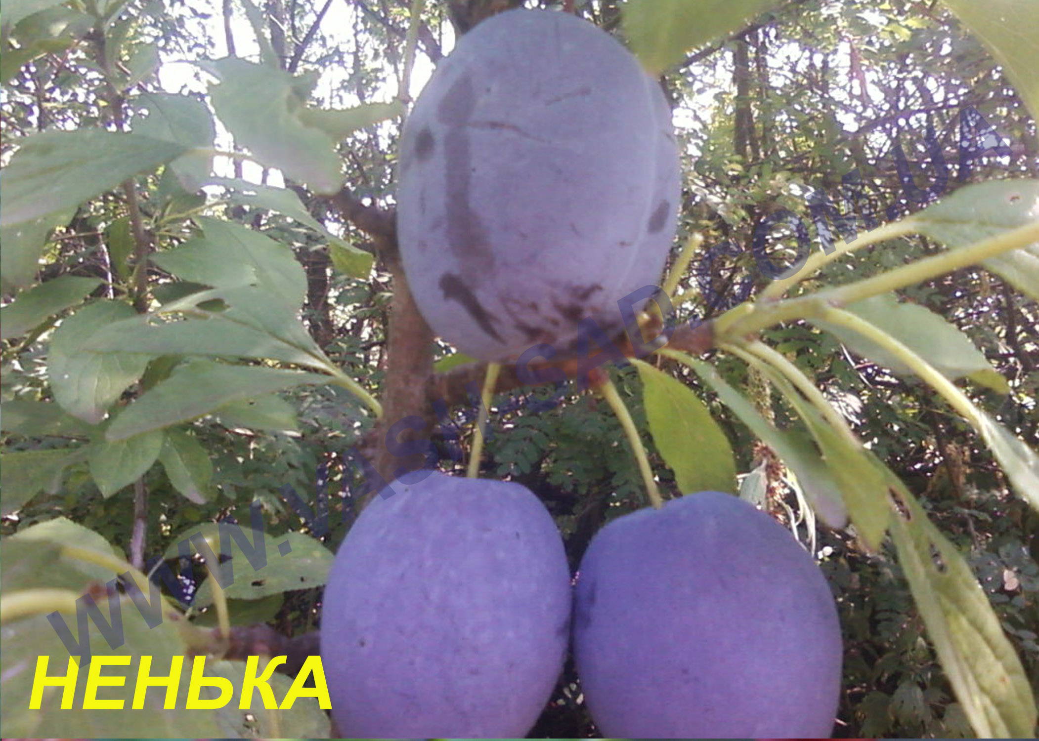 Ненька Слива, Ненька
