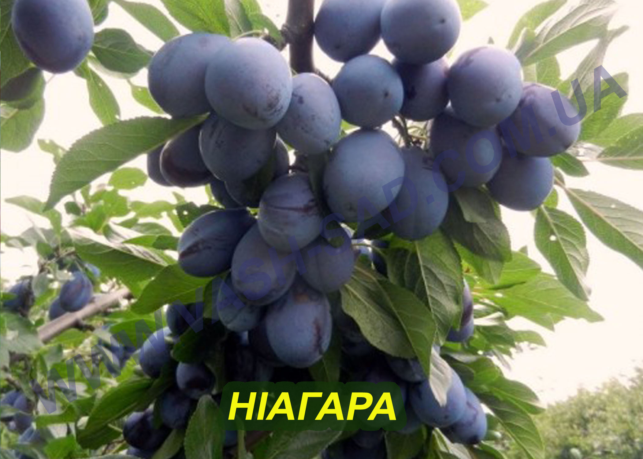 Ніагара Слива, Ніагара