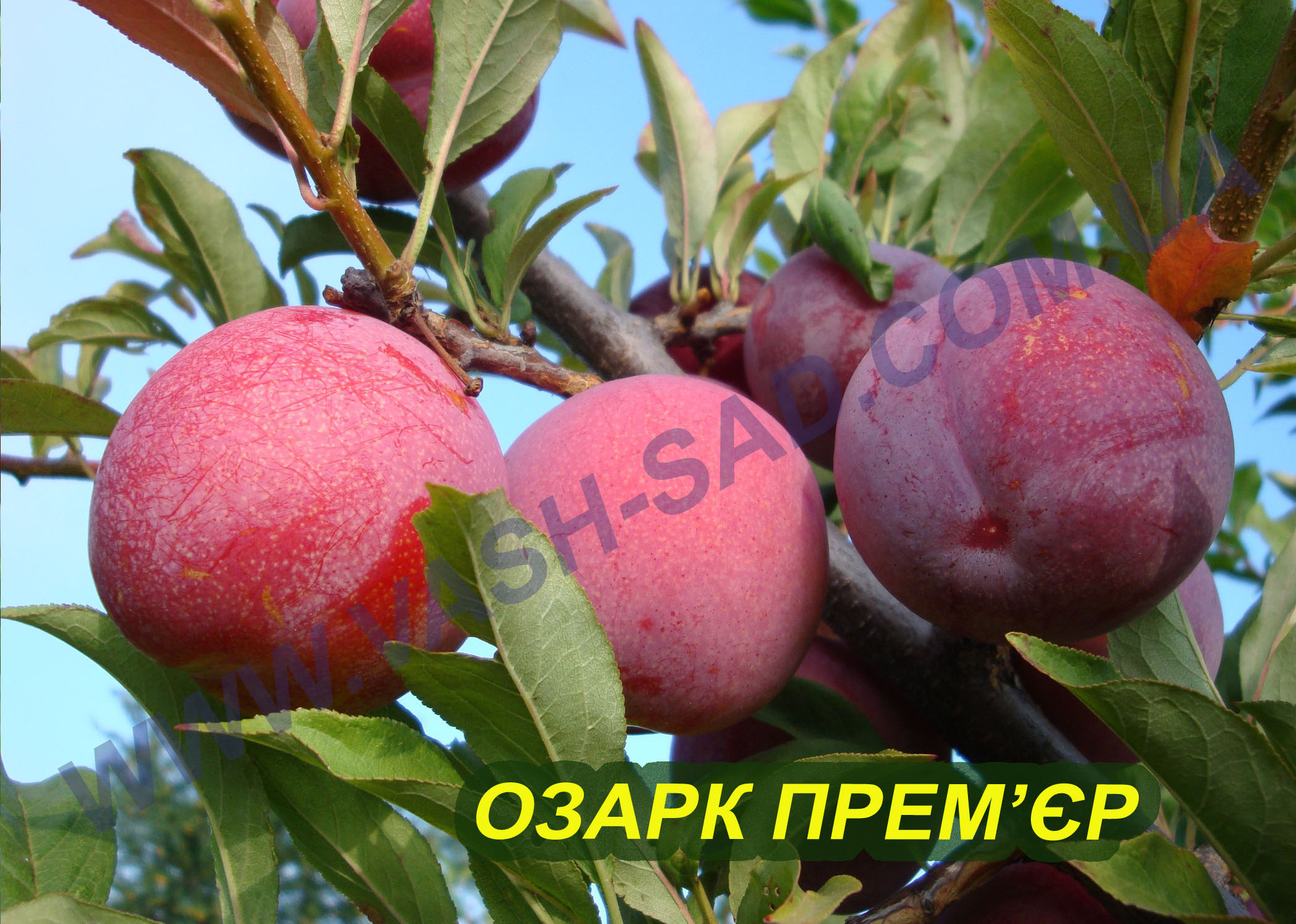 Озарк Прем'єр Слива, Озарк Прем'єр