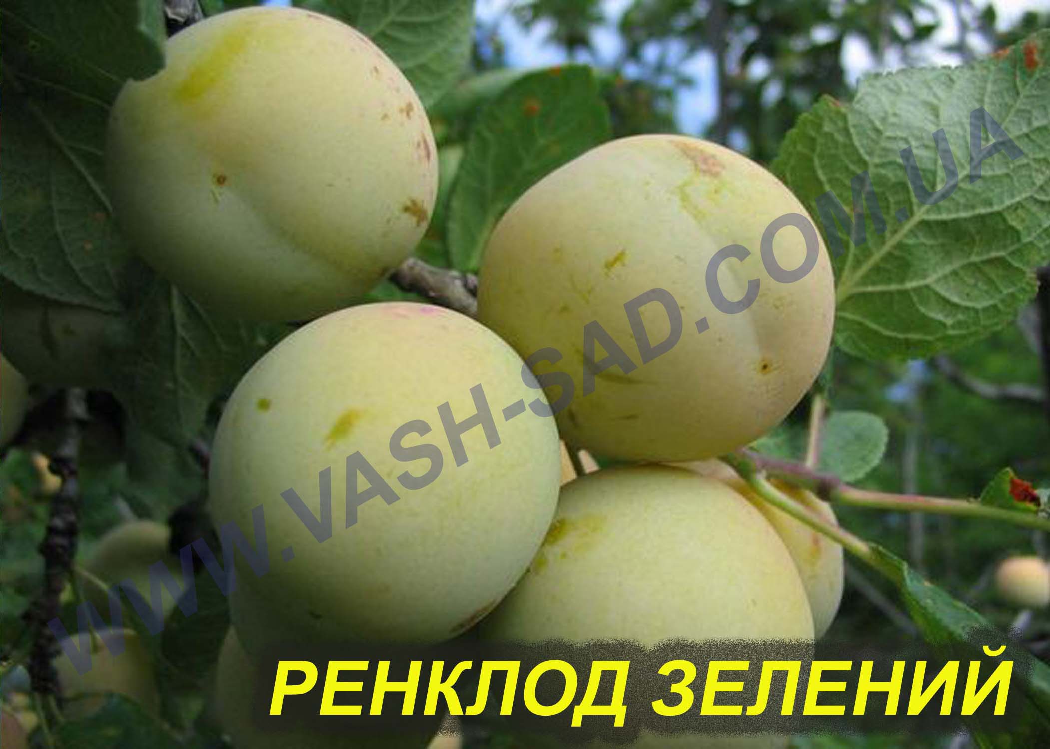Ренклод зелений Слива, Ренклод зелений