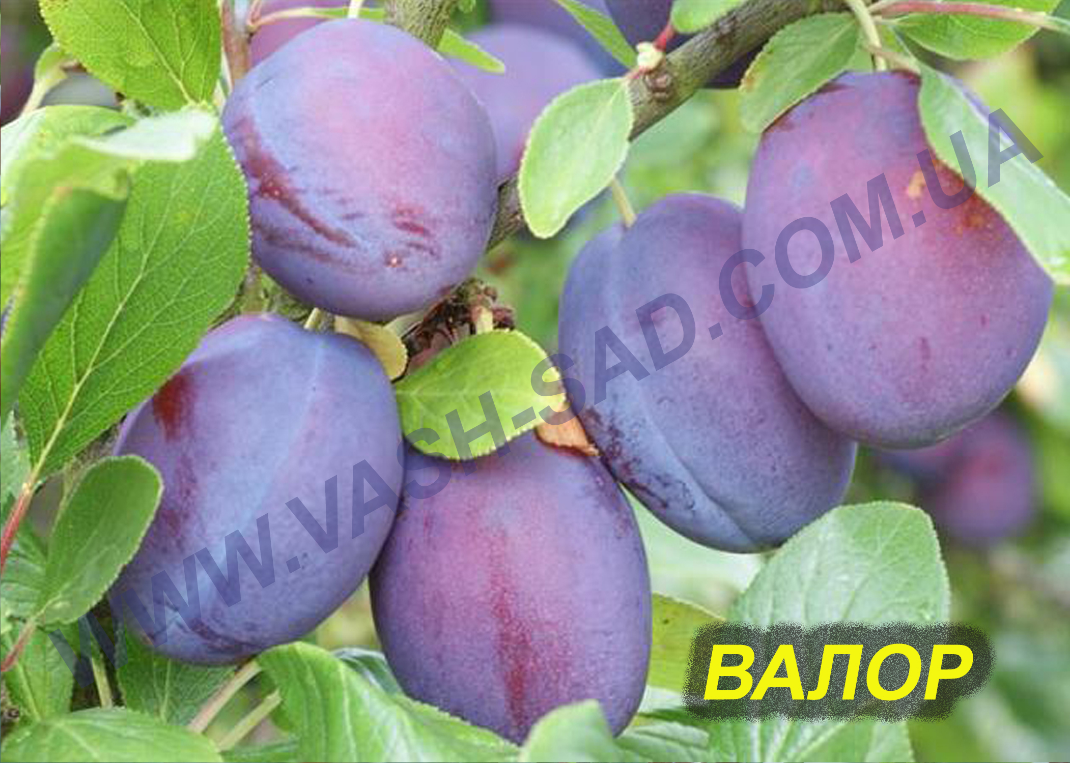 Валор Слива, Валор