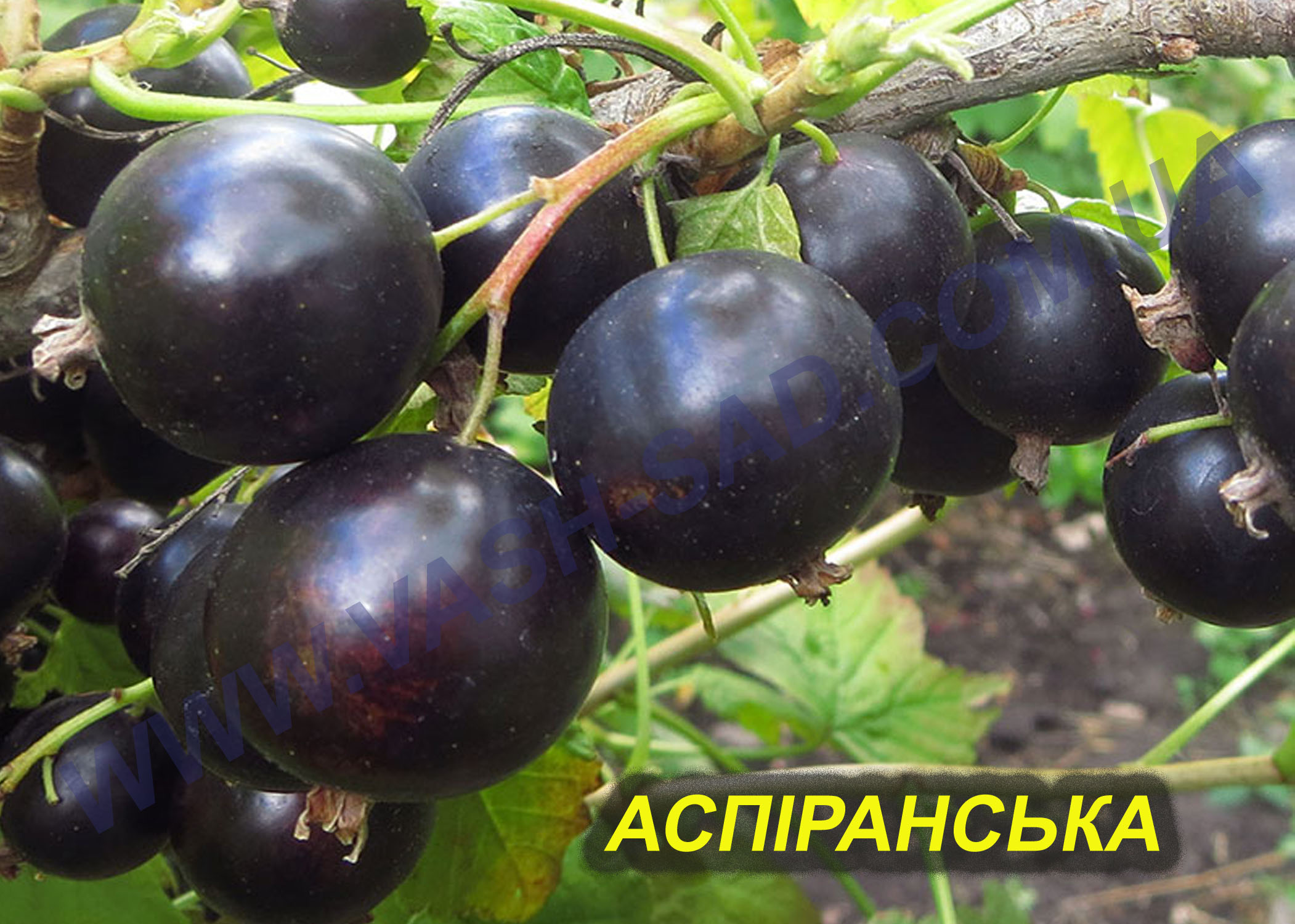 Аспіранська Аспіранська