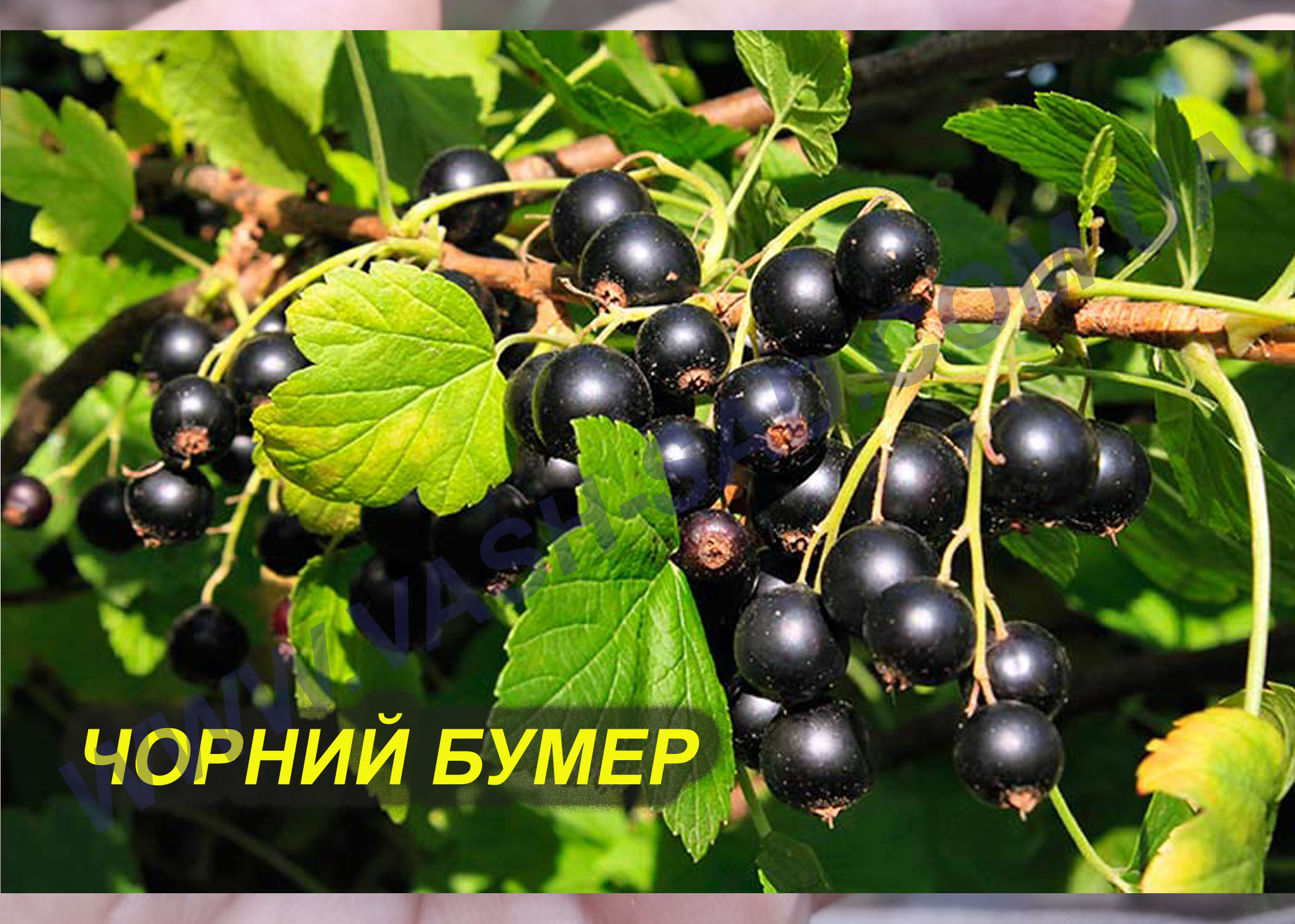 Чорний бумер Чорний бумер