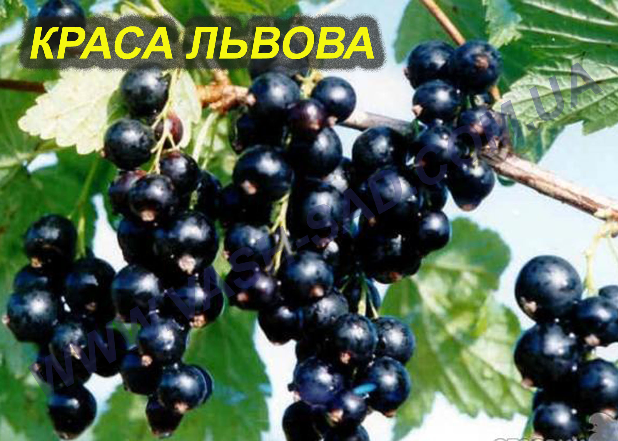 Краса Львова Краса Львова