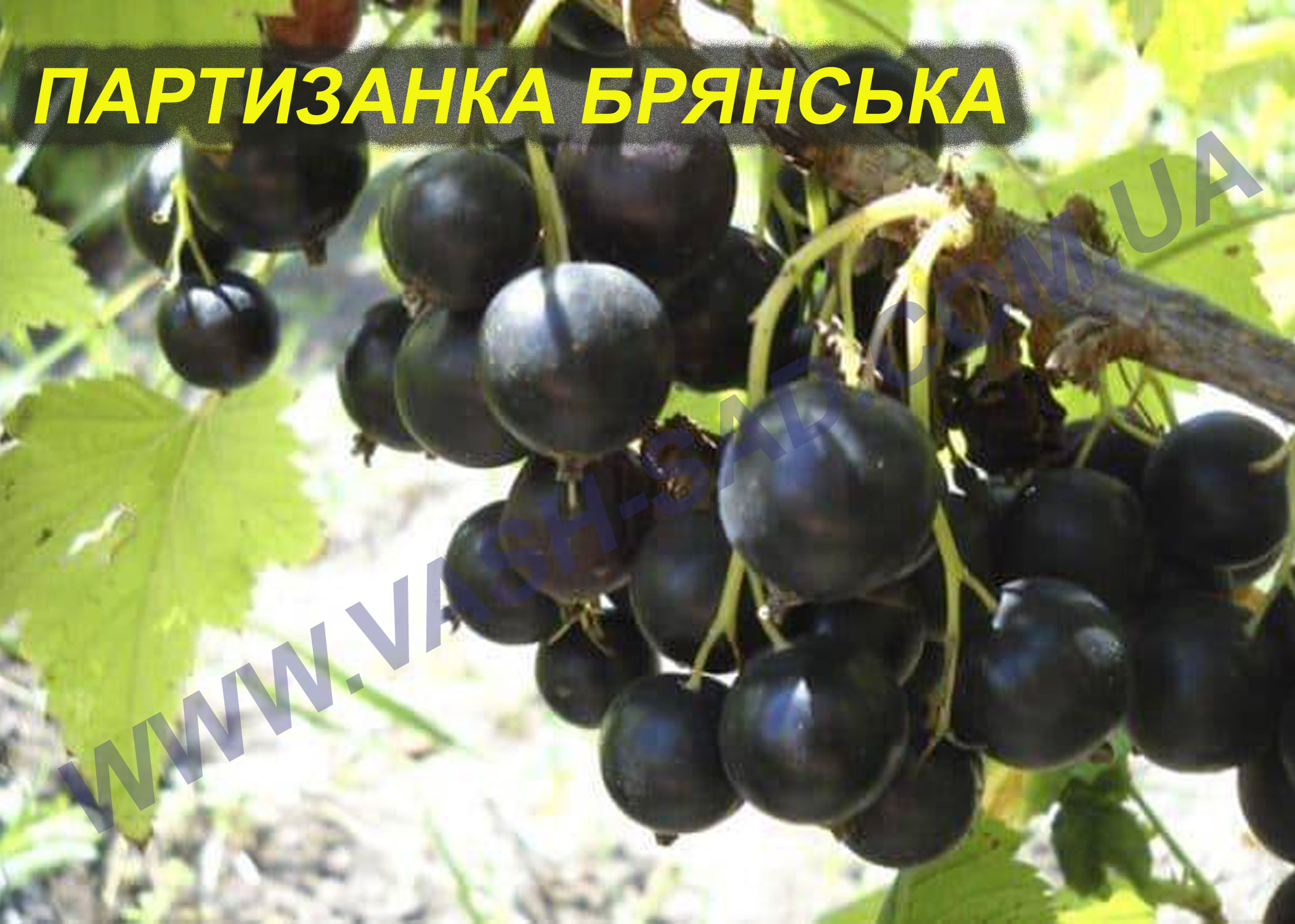 Партизанка Брянська Партизанка Брянська