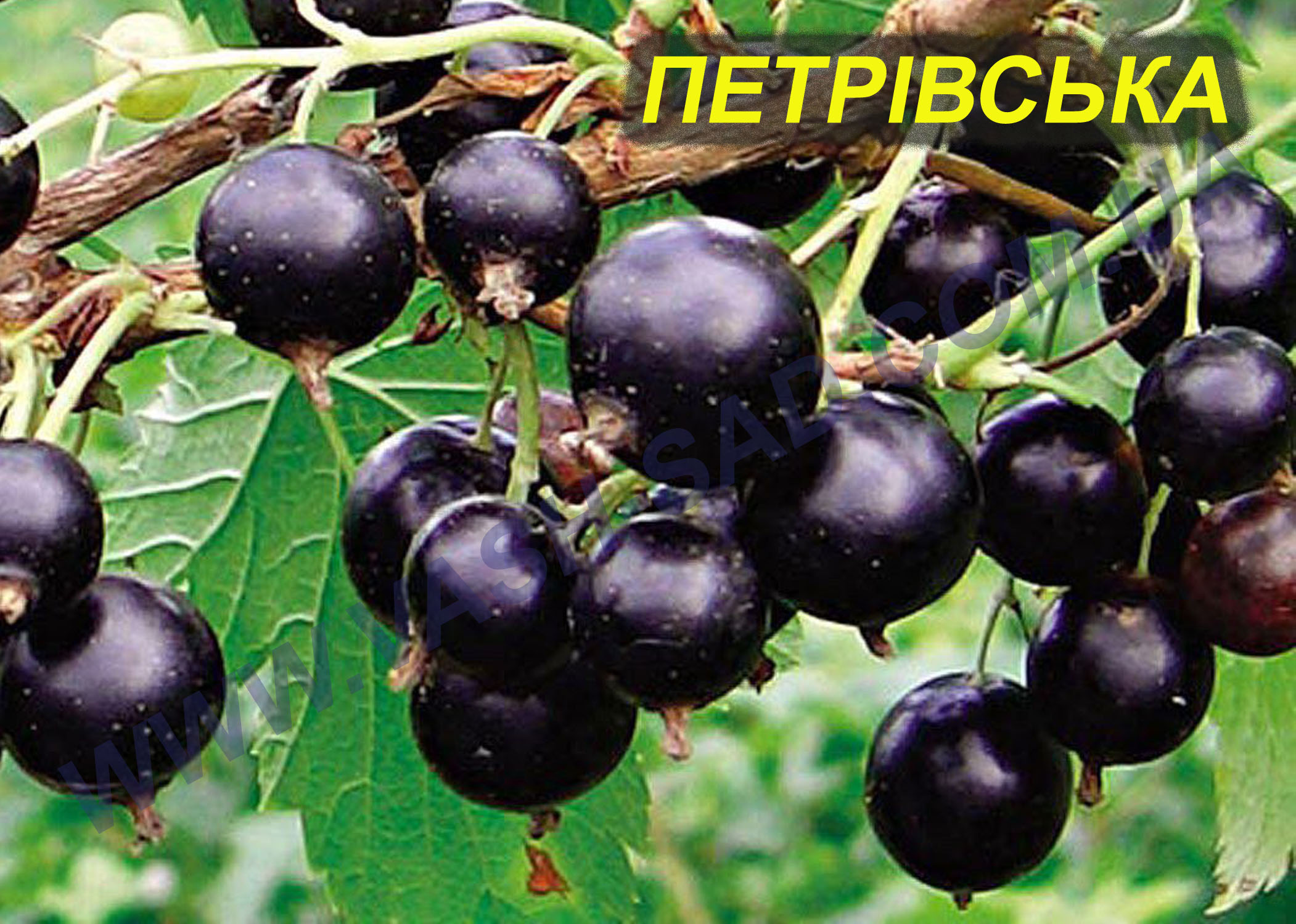 Петрівська Петрівська